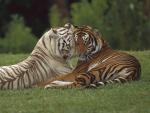 Affectionate_Pair_Bengal_Tigers_India