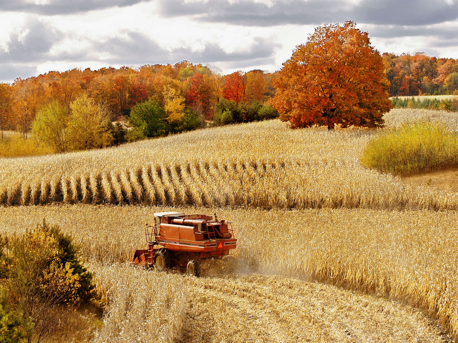 Autumn_Corn_Harvest_Cadillac_Michigan