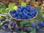 Basket_of_Damsons