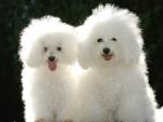 Bichon_Frises