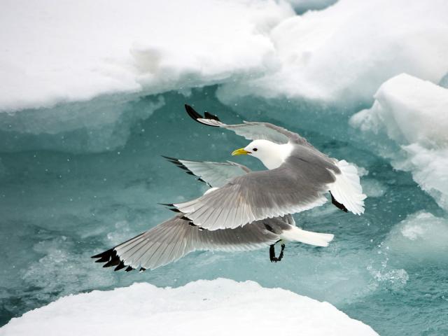 Black-Legged_Kittiwake