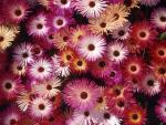 Blooming_Asters