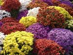 Colorful_Asters