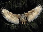 European_Eagle_Owl_in_Flight