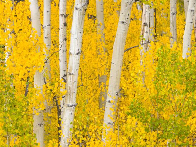 Golden_Aspens_Rocky_Mountains_Colorado