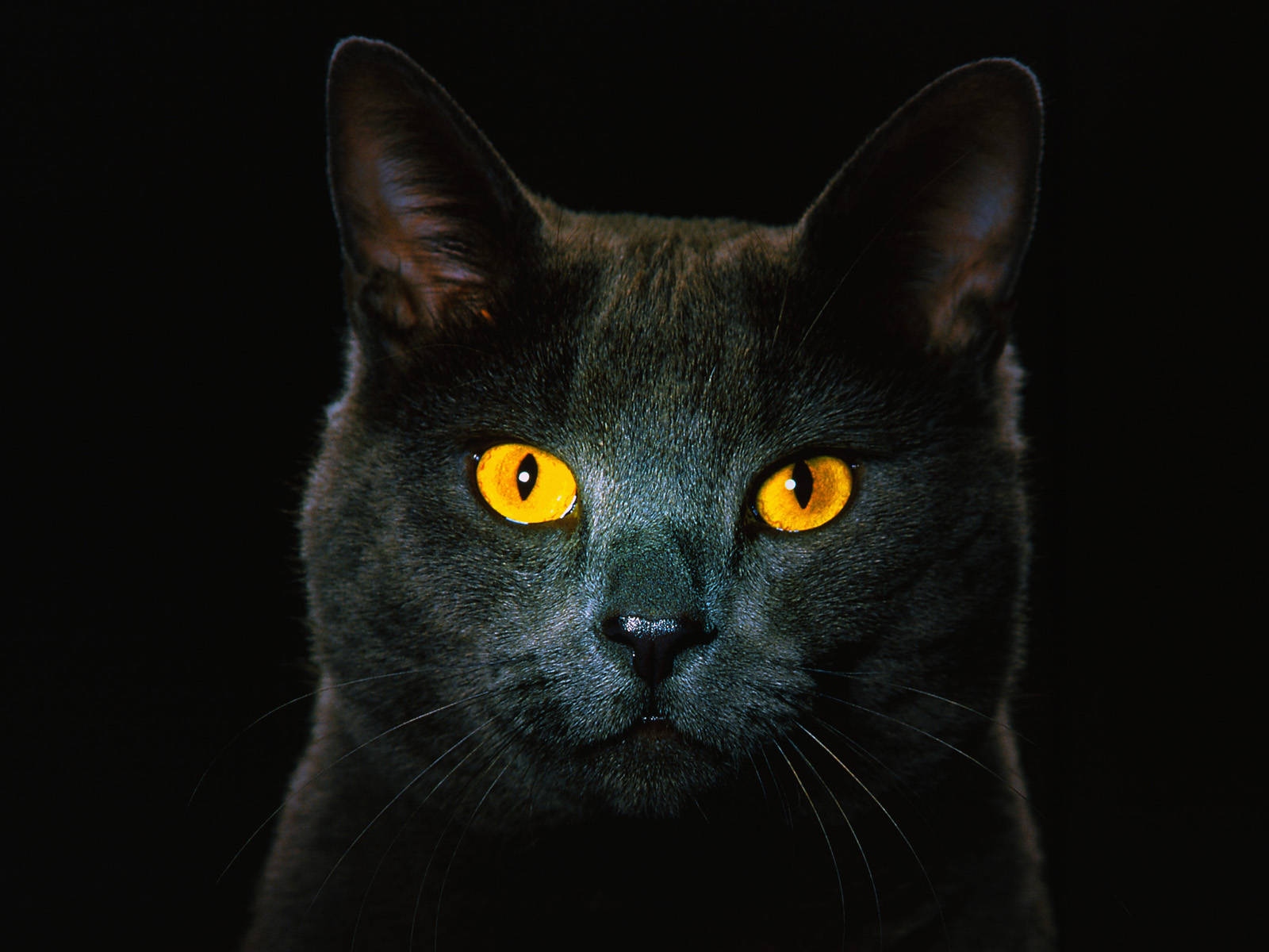 Golden_Eyes