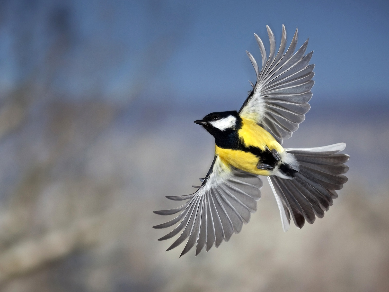 Great_Tit_in_Flight