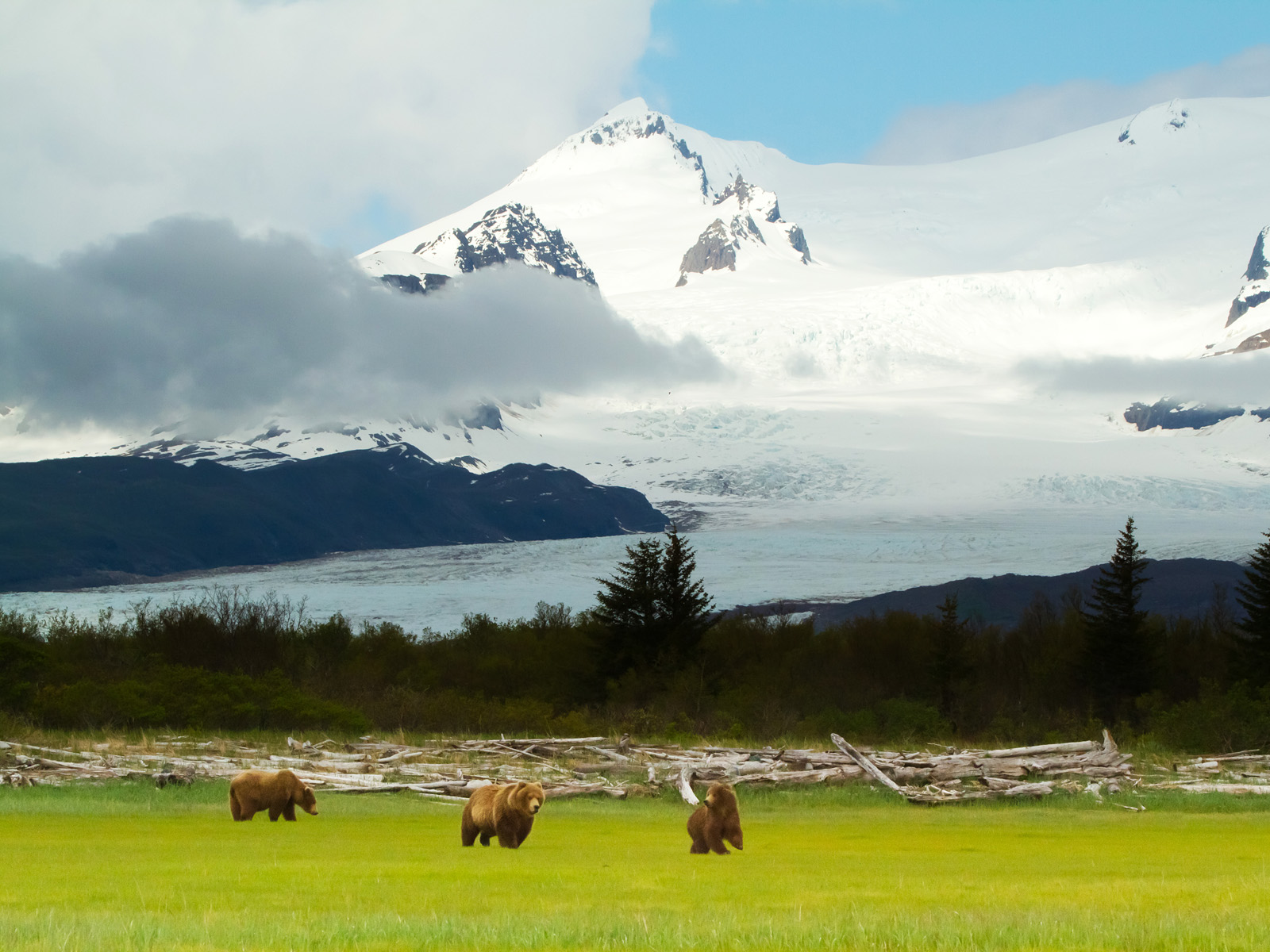 Grizzly_Bears_Katmai_National_Park_Alaska