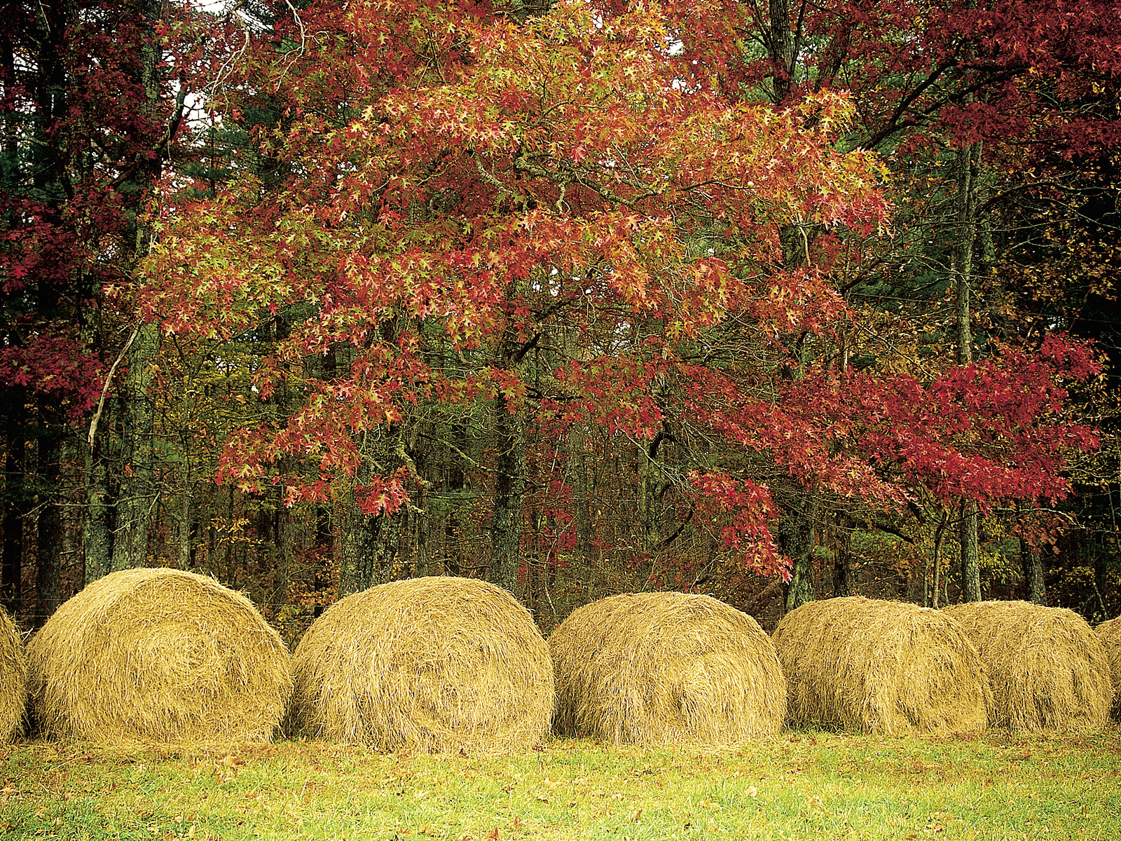 Hayfield_Cumberland_Plateau_Tennessee