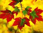 Maple_Leaves