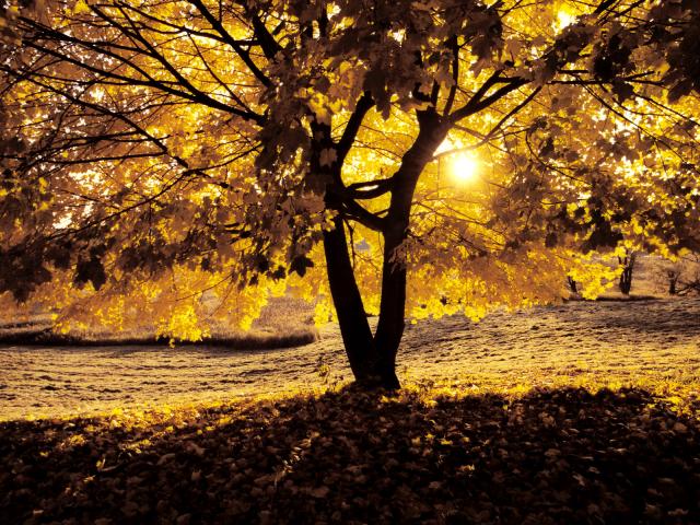 Morning_Light_in_Autumn