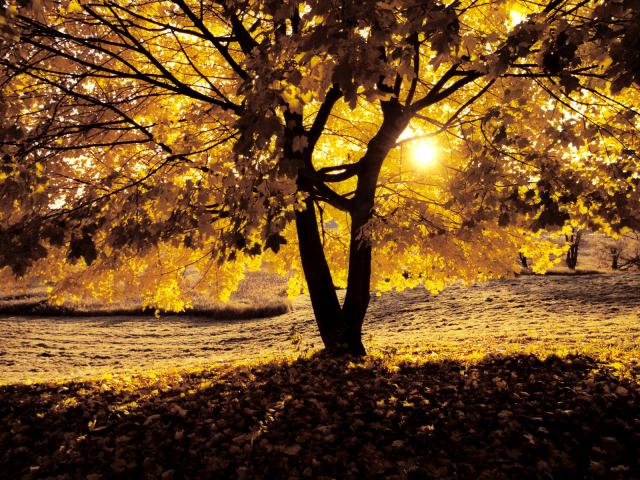 Morning_Light_in_Autumn