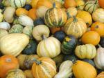 Pumpkins_and_Gourds