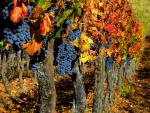 Ready_for_Harvest_Bordeaux_France