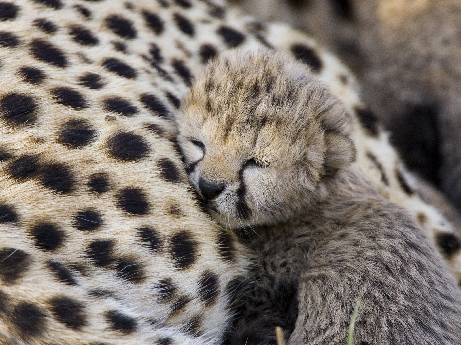 Seven_Day_Old_Cheetah_Maasai_Mara_Reserve_Kenya