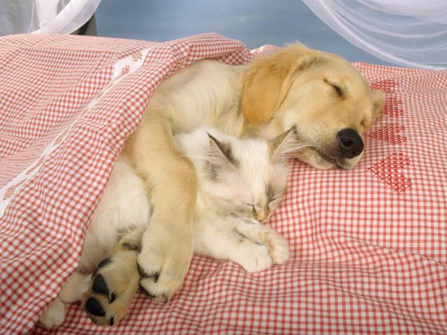 Bunkmates