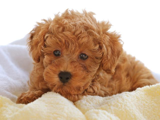 Toy_Poodle_Puppy