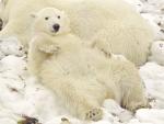 Feeling_Comfy_Polar_Bear