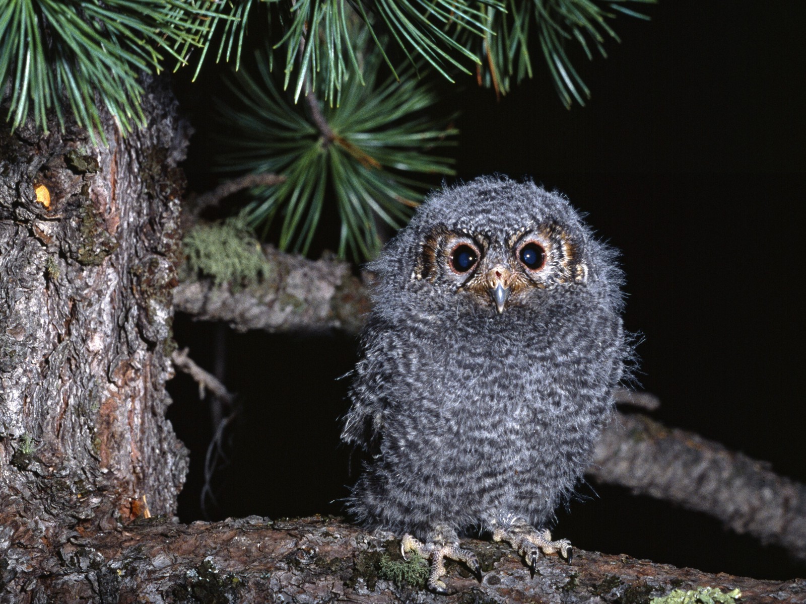 Baby_Owl