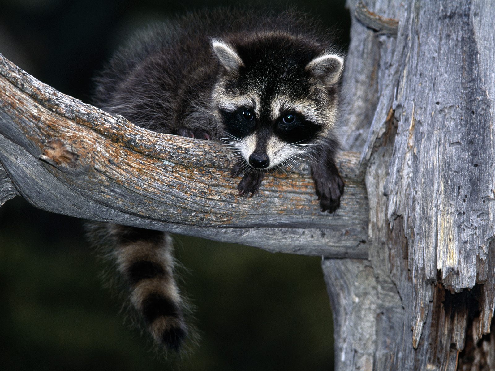 Baby_Raccoon