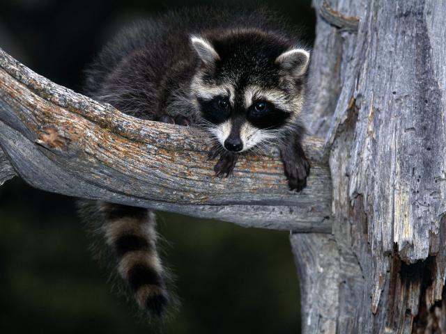 Baby_Raccoon