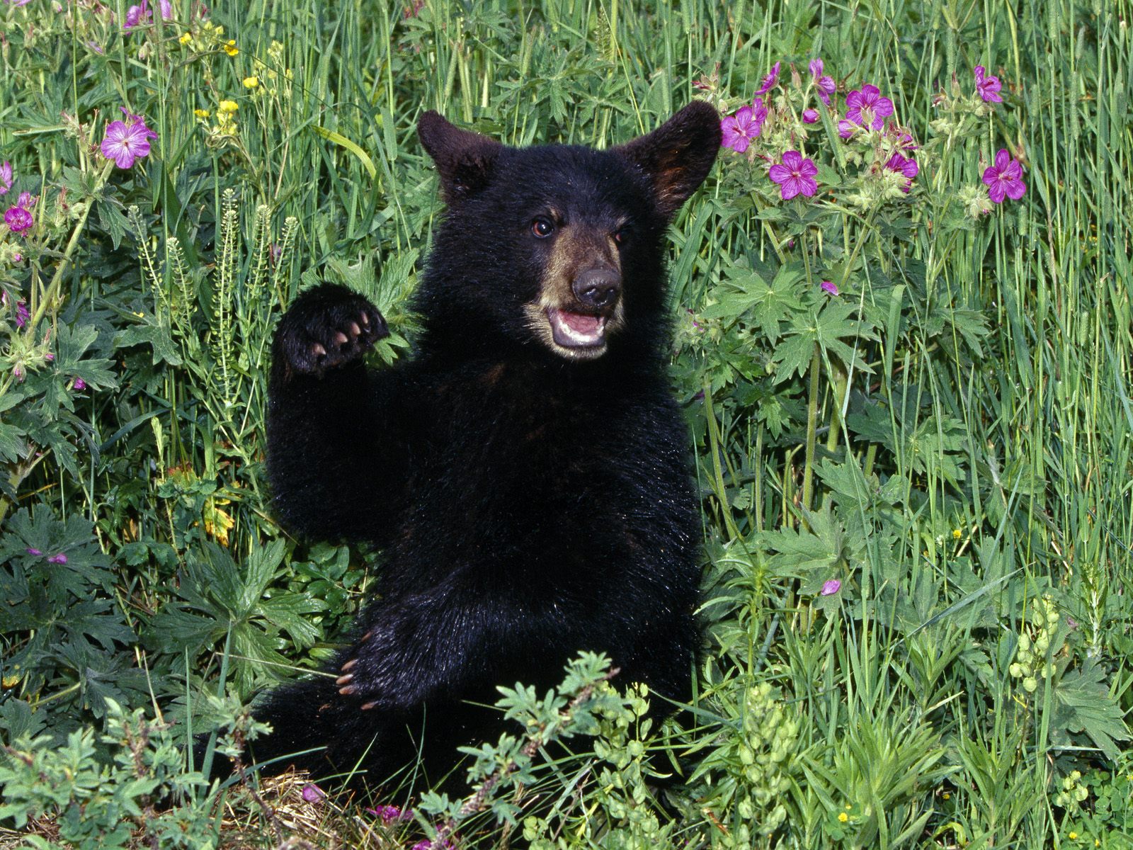 Black_Bear_Cub