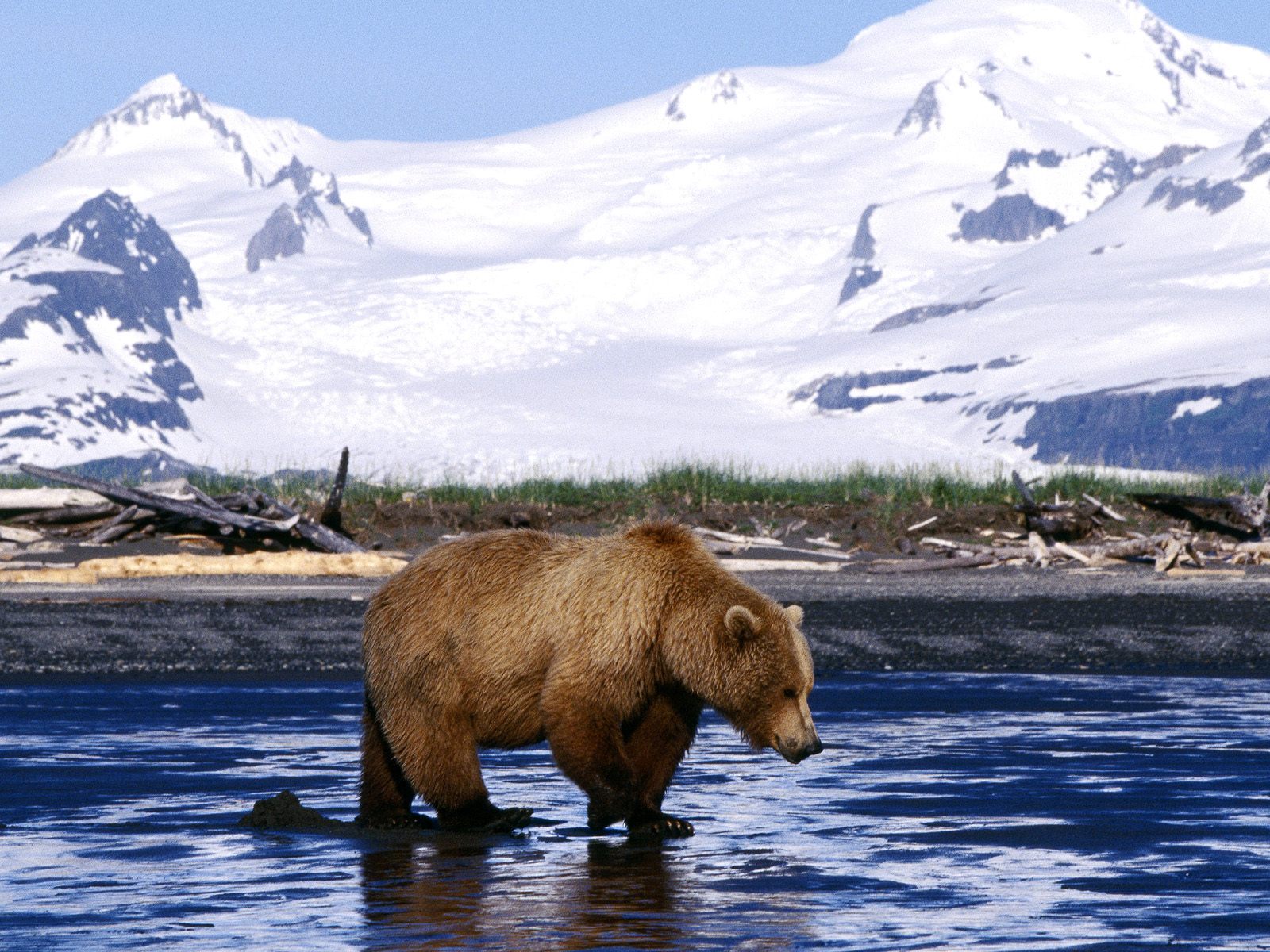 Brown_Bear