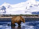 Brown_Bear