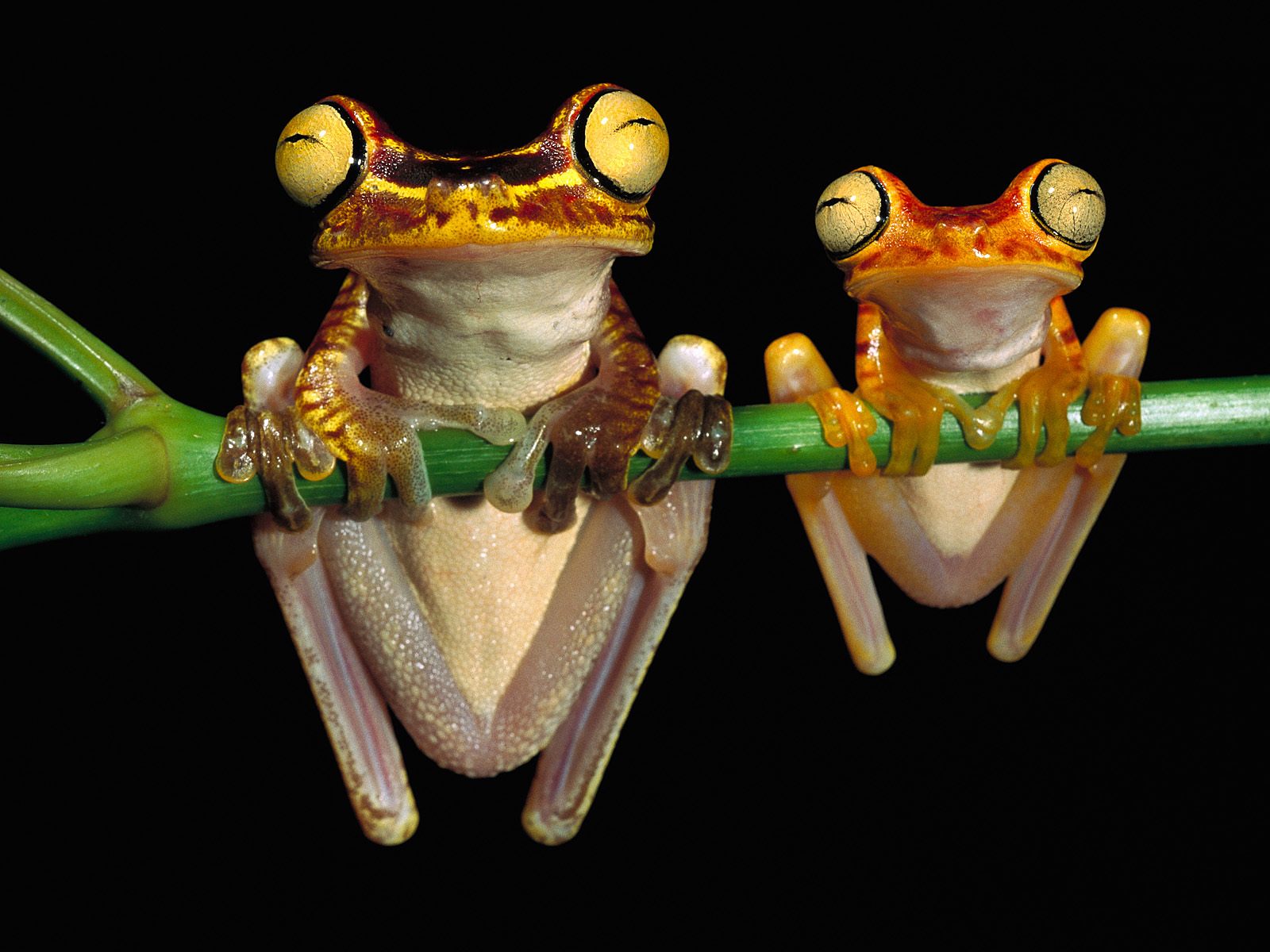 Chachi_Tree_Frogs