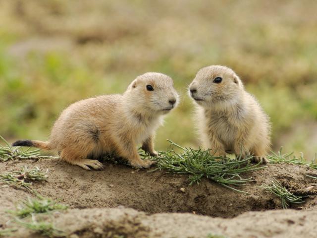 Baby_Black-Tailed