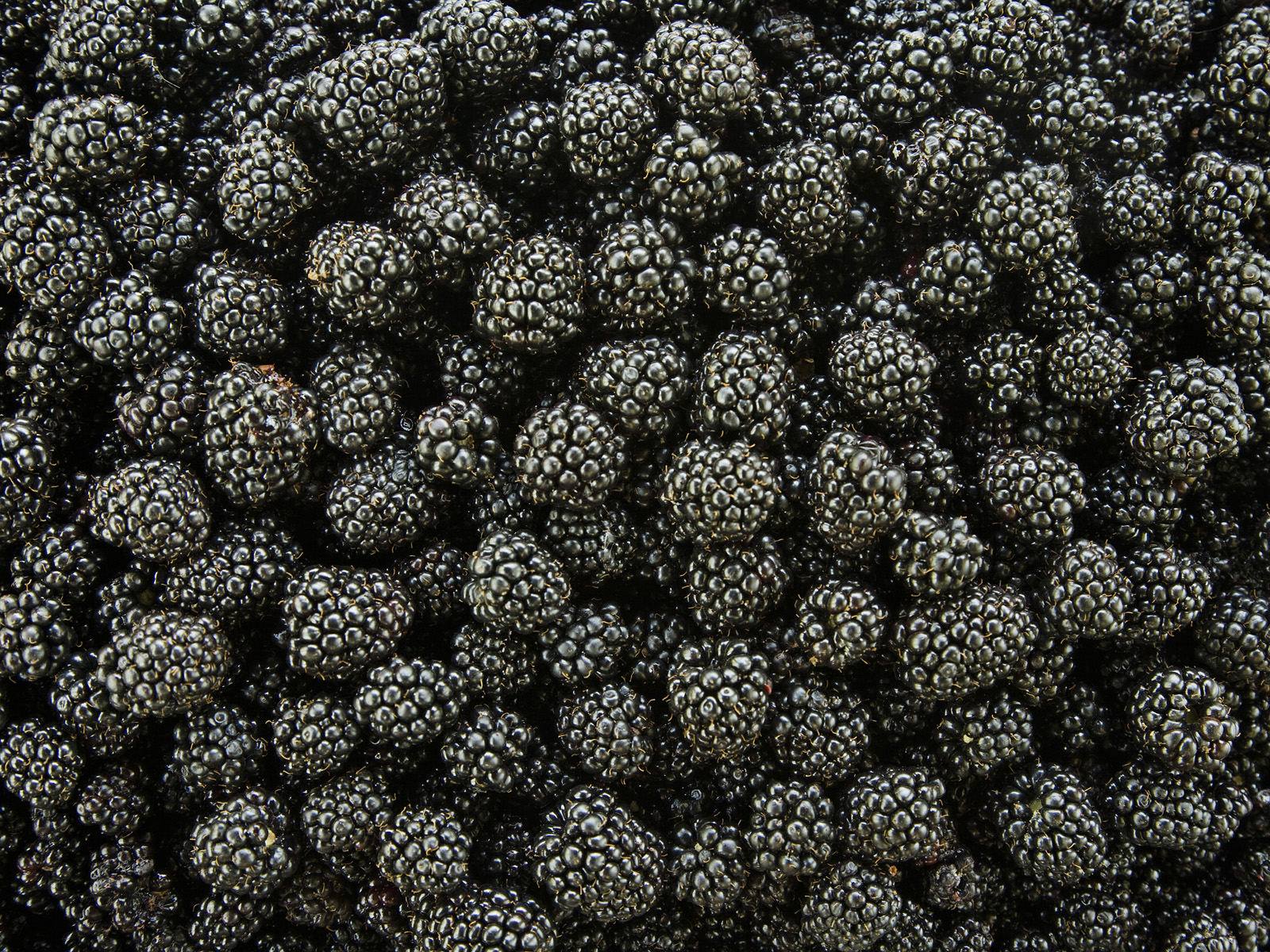 Blackberries