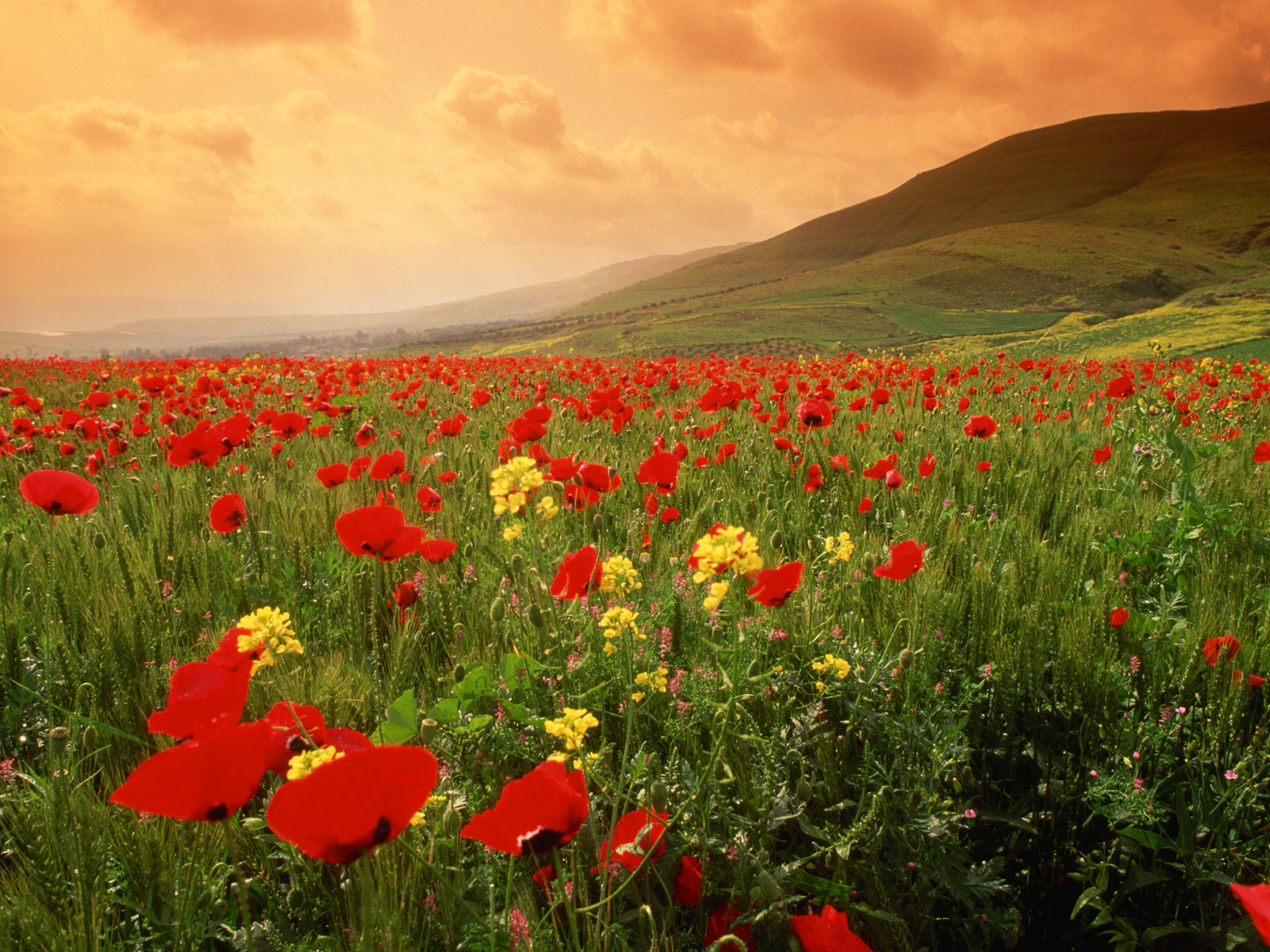 Blooming_Poppies