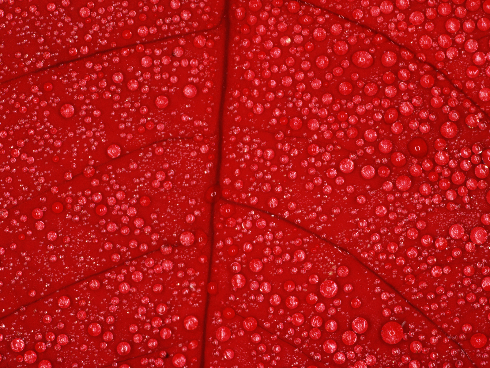 Close-Up_of_Leaf