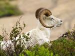 Dall_Sheep_Denali