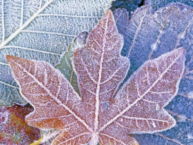 Frosty_Fall_Colors