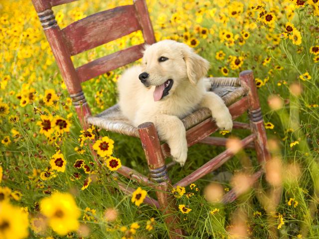 Golden_Days_of_Spring
