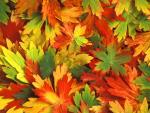 Kaleidoscope_of_Fall