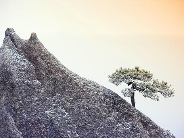 Lone_Pine_Anhui
