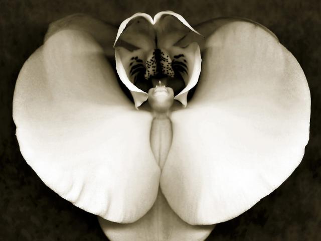 Orchid_Study