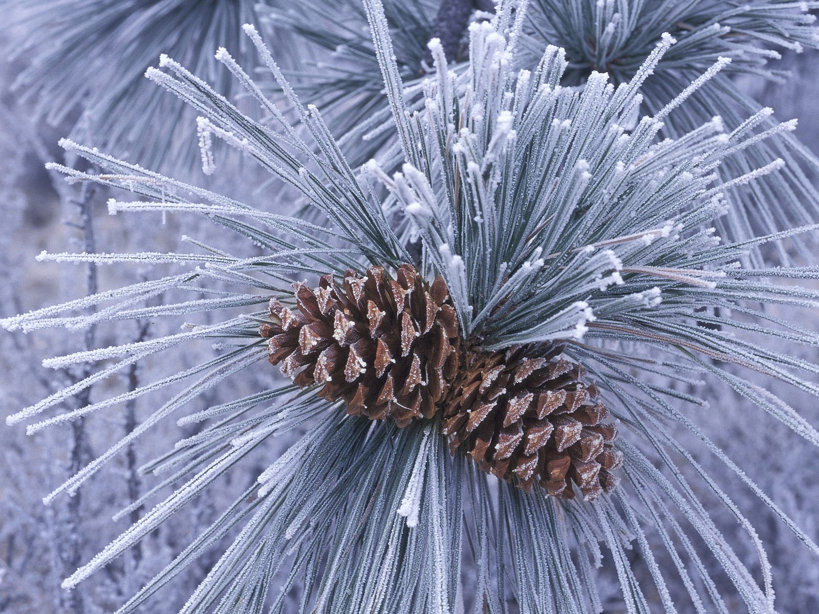 Pine_Cones_in_Winter