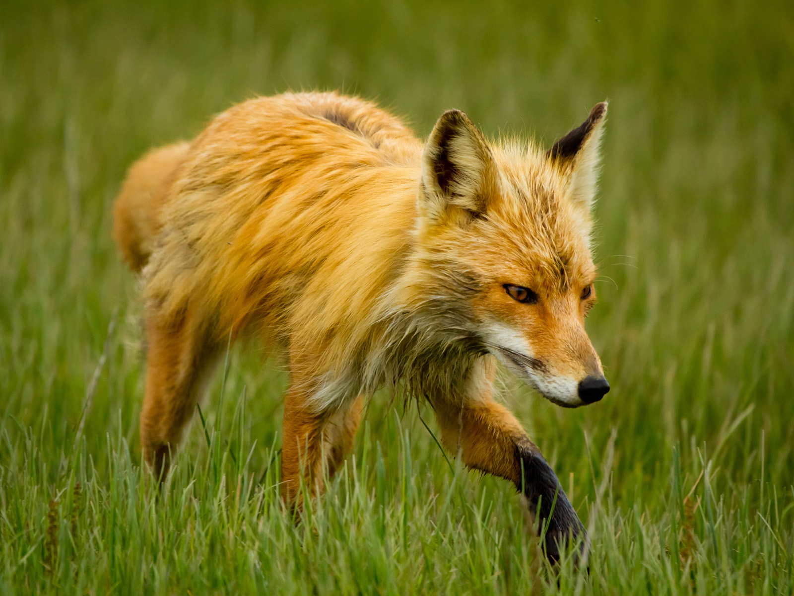 Red_Fox_Hunting