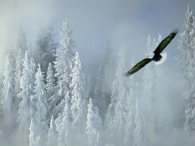 Soaring_Bald_Eagle