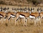 Springbok_Kagalagadi