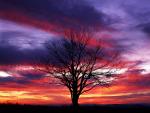 Sunset_Silhouette