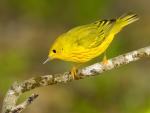 Yellow_Warbler