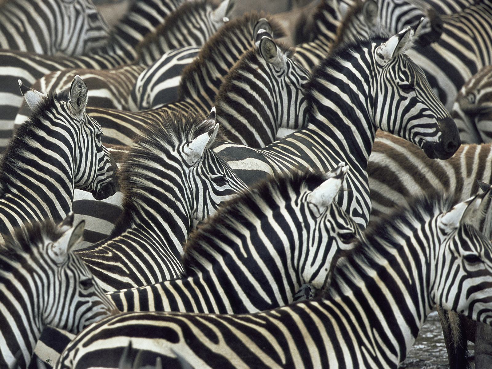Zebra_on_Migration