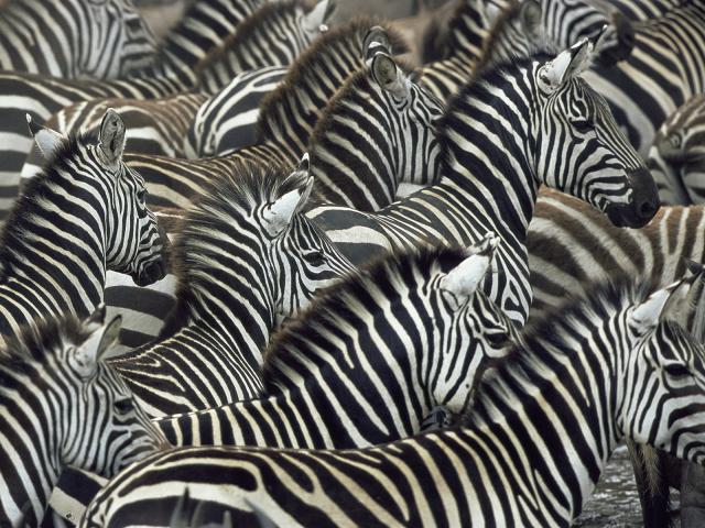 Zebra_on_Migration