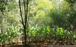 waphukaew12_013