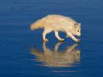 Arctic_Fox_on_Ice_Colorado