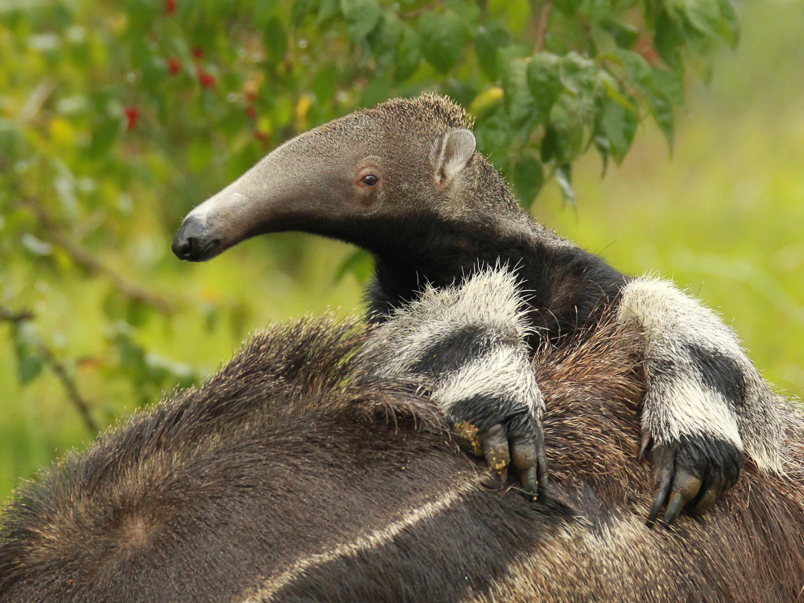 Baby_Anteater